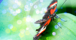 Magical Metamorphosis  Butterfly Life Cycle Stories
