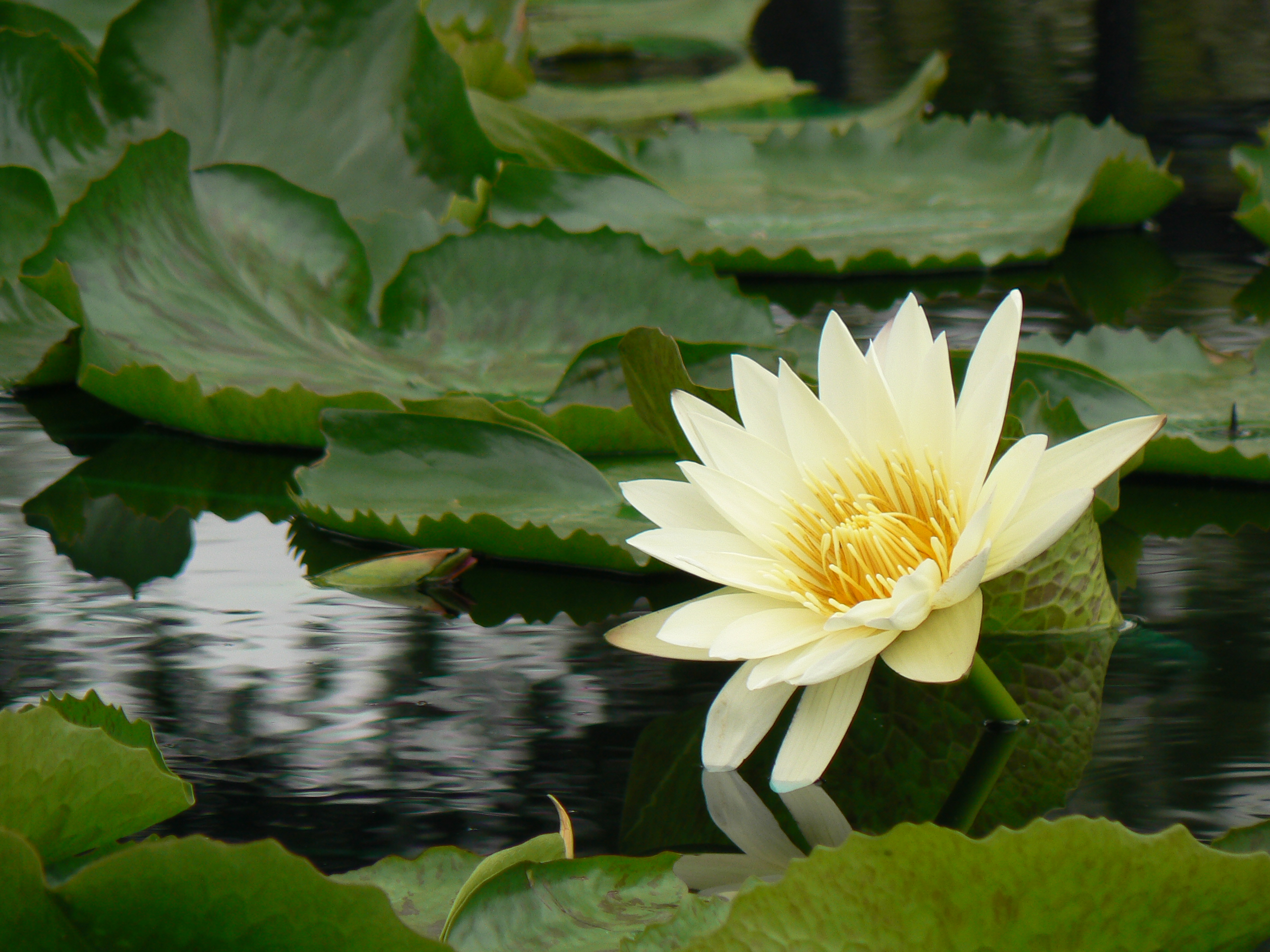 Water Lily in Pond Garden