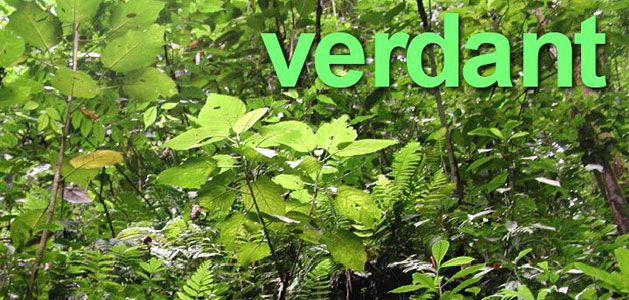 image of green jungle foliage to represent meaning of verdant